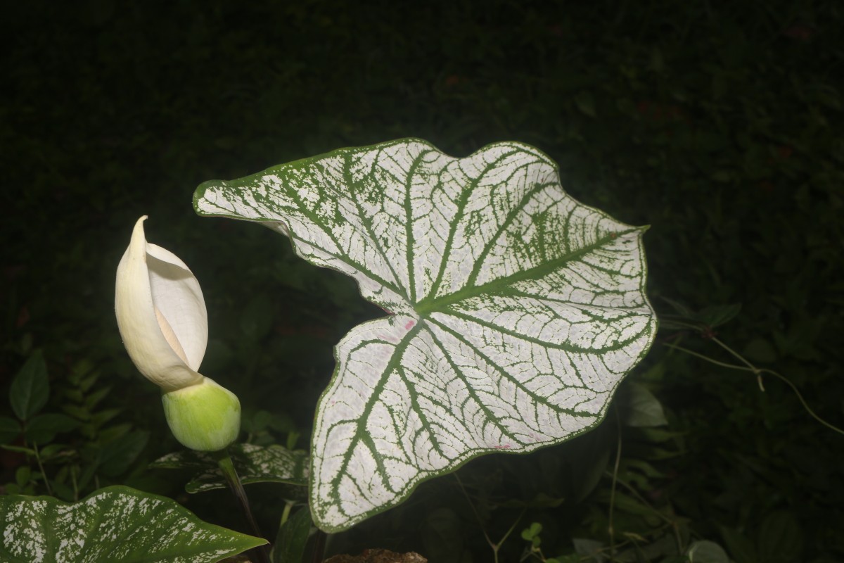 Caladium bicolor (Aiton) Vent.